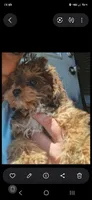 Janie, a female Cavapoo and Poodle - Toy  for sale in Garyville, LA – 3 of 7