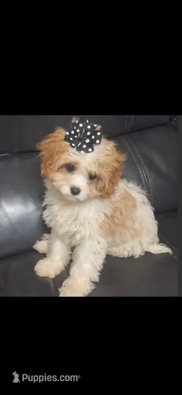MADISON      – Cavapoo, Poodle - Toy  puppy for sale in Garyville, LA