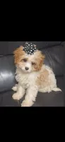 MADISON     , a female Cavapoo and Poodle - Toy  for sale in Garyville, LA – 3 of 9