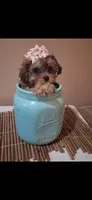 Georgia Toy Poodle & Cavapoo Shihpoo , a female Cavapoo and Shihpoo for sale in Garyville, LA – 10 of 10