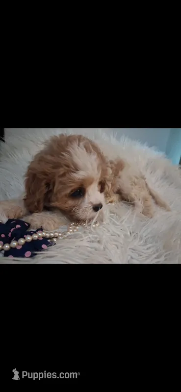 MADISON    Cavapoo w/ King Charles marking    – Cavapoo, Poodle - Toy  puppy for sale in Garyville, LA