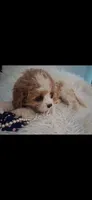MADISON     TOY SIZE  CAVAPOO , a female Cavapoo and Poodle - Toy  for sale in Garyville, LA – 4 of 10
