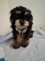 Jazz, a male Cavapoo and Poodle - Toy  for sale in Garyville, LA – 6 of 6