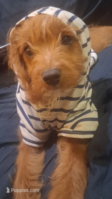 Gram TOY SIZE  CAVAPOO0 – Cavapoo, Poodle - Toy  puppy for sale in Garyville, LA