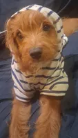 Gram TOY SIZE  CAVAPOO0, a male Cavapoo and Poodle - Toy  for sale in Garyville, LA – 7 of 9