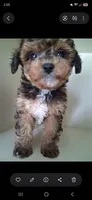 Janee F1B tea cup size , a female Cavapoo and Poodle - Toy  for sale in Garyville, LA – 4 of 4