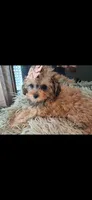 GEORGIA SHIHPOO CAVAPOO & TOY POODLE CKC, a female Shihpoo for sale in Garyville, LA – 4 of 10