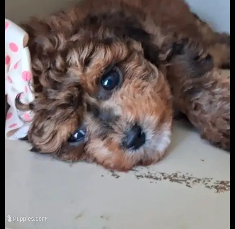 Janie – Cavapoo, Poodle - Toy  puppy for sale in Garyville, LA