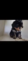 JOURNIE  F1B, a female Cavapoo and Poodle - Toy  for sale in Garyville, LA – 7 of 9