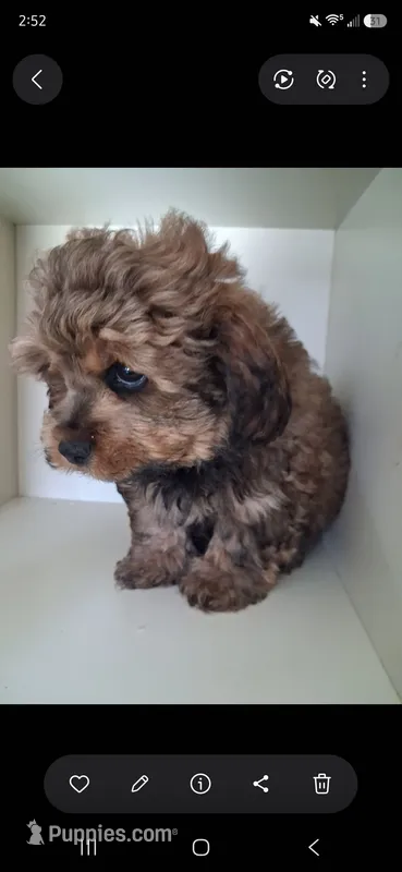 GIORGIO – Cavapoo, Shihpoo puppy for sale in Garyville, LA