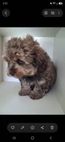 GIORGIO Toy POODLE &Cavapoo Shihpoo , a male Cavapoo and Shihpoo for sale in Garyville, LA – 3 of 9