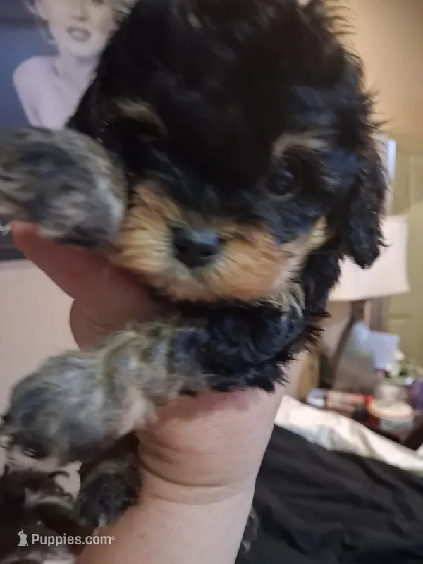 JOURNIE  – Cavapoo, Poodle - Toy  puppy for sale in Garyville, LA