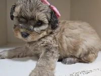 GEORGIA , a female Cavapoo and Shihpoo for sale in Garyville, LA – 5 of 10