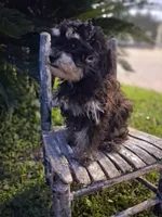 Jazz Fest, a male Cavapoo and Poodle - Toy  for sale in Garyville, LA – 2 of 7