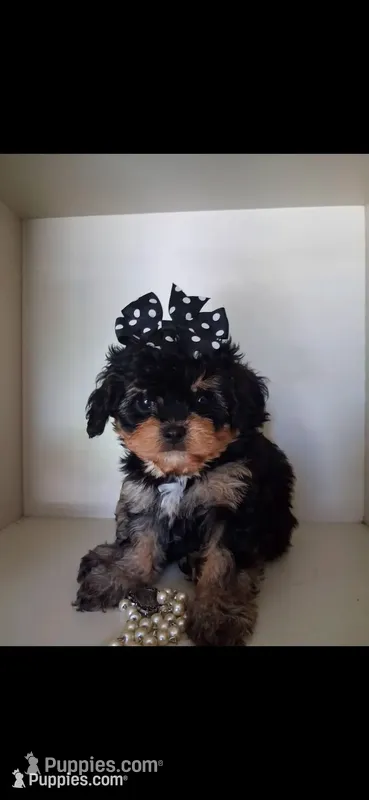 JOURNIE  F1B – Cavapoo, Poodle - Toy  puppy for sale in Garyville, LA