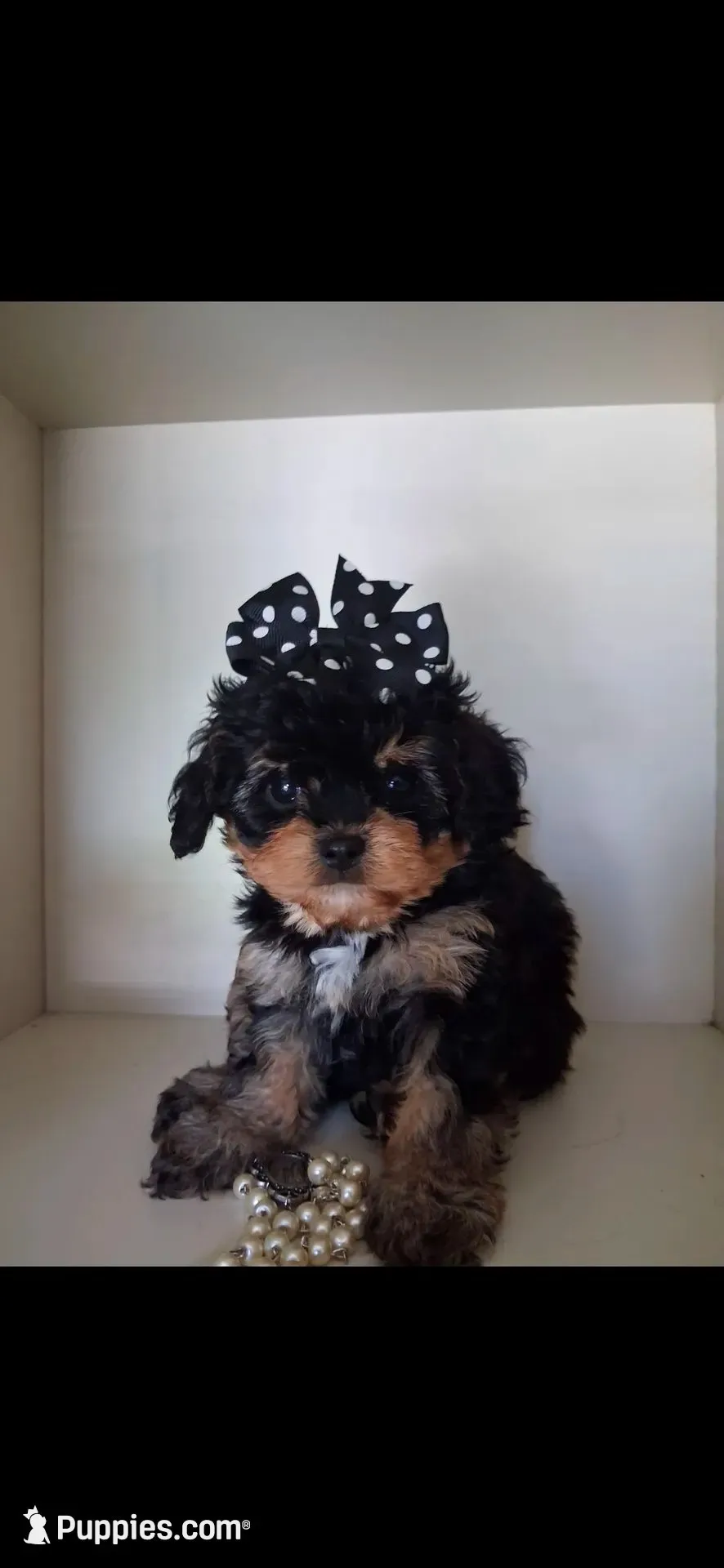 JOURNIE  F1B tea cup size , a female Cavapoo and Poodle - Toy  for sale in Garyville, LA – 5 of 9