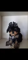 JOURNIE  F1B, a female Cavapoo and Poodle - Toy  for sale in Garyville, LA – 2 of 9