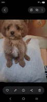 Vanilla , a male Cavapoo and Poodle - Toy  for sale in Garyville, LA – 7 of 9