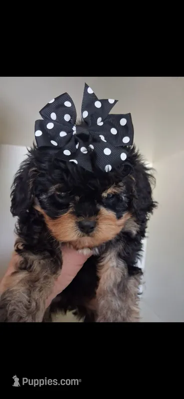JOURNIE – Cavapoo, Poodle - Toy  puppy for sale in Garyville, LA