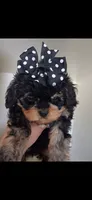 JOURNIE  F1B, a female Cavapoo and Poodle - Toy  for sale in Garyville, LA – 3 of 9