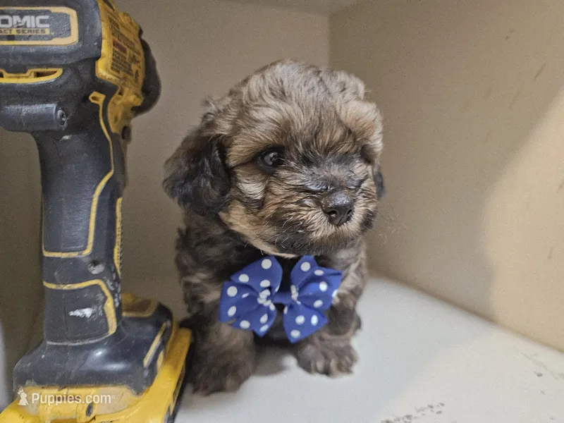 GIORGIO  – Cavapoo, Poodle - Toy  puppy for sale in Garyville, LA