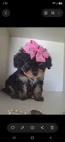 JOURNIE  F1B, a female Cavapoo and Poodle - Toy  for sale in Garyville, LA – 9 of 9