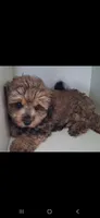 GIORGIO Toy POODLE &Cavapoo Shihpoo , a male Cavapoo and Shihpoo for sale in Garyville, LA – 4 of 9