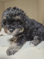 ARMANI , a male Cavapoo and Poodle - Toy  for sale in Garyville, LA – 9 of 10