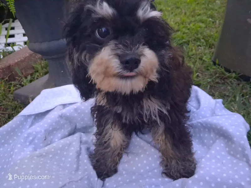 Jazz – Cavapoo, Poodle - Toy  puppy for sale in Garyville, LA