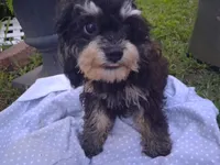 Jazz Fest, a male Cavapoo and Poodle - Toy  for sale in Garyville, LA – 4 of 7