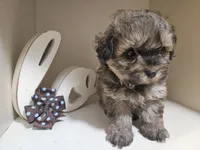 GEORGIE, a male Cavapoo and Shihpoo for sale in Garyville, LA – 7 of 9