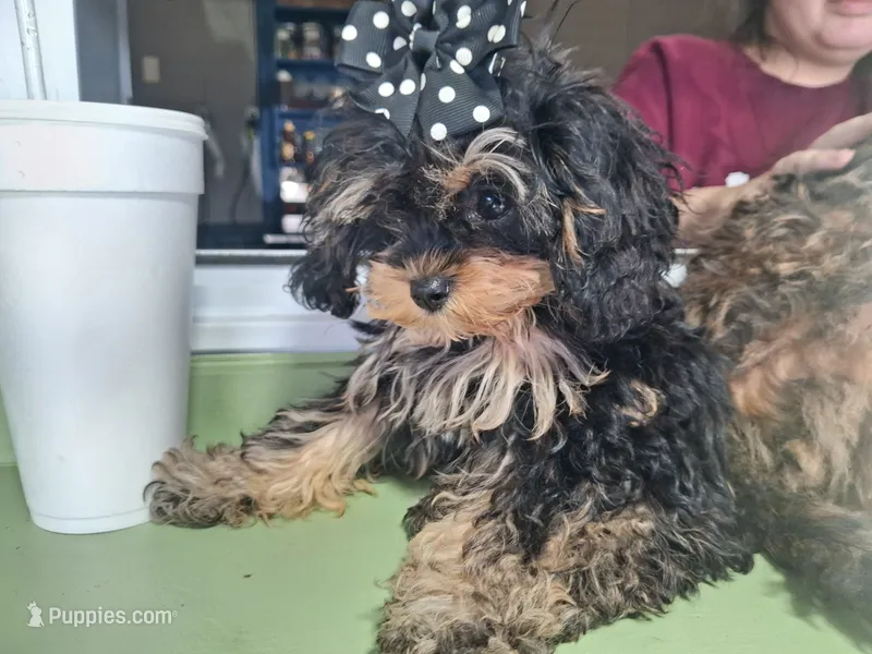 JOURNIE  T-CUP CAVAPOO SIZE – Cavapoo, Poodle - Toy  puppy for sale in Garyville, LA