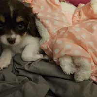 Penny, a female Cavapoo for sale in Garyville, LA – Photo 8 of 10