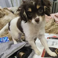 Penny, a female Cavapoo for sale in Garyville, LA – Photo 3 of 10