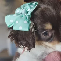 Penny, a female Cavapoo for sale in Garyville, LA – Photo 2 of 10