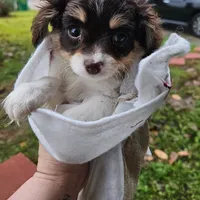 Penny, a female Cavapoo for sale in Garyville, LA – Photo 7 of 10