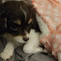 Penny, a female Cavapoo for sale in Garyville, LA – Photo 4 of 10