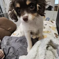 Penny, a female Cavapoo for sale in Garyville, LA – Photo 6 of 10