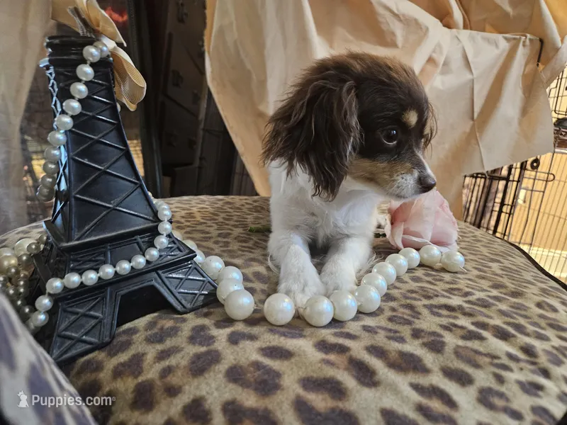 Penny – Cavapoo puppy for sale in Garyville, LA