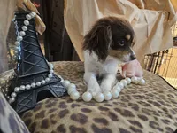 Penny, a female Cavapoo for sale in Garyville, LA – Photo 10 of 10