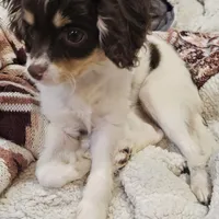 Penny, a female Cavapoo for sale in Garyville, LA – Photo 5 of 10