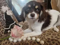 Penny, a female Cavapoo for sale in Garyville, LA – Photo 9 of 10