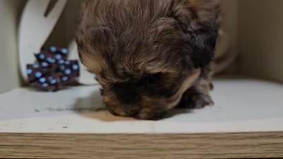 GEORGIE, a male Cavapoo and Shihpoo for sale in Garyville, LA – 3 of 9