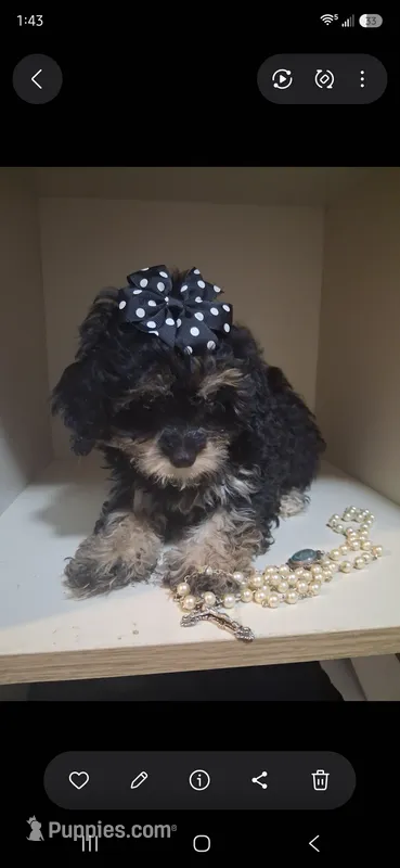 ATLANTA Girl Toy size – Cavapoo, Shihpoo puppy for sale in Garyville, LA