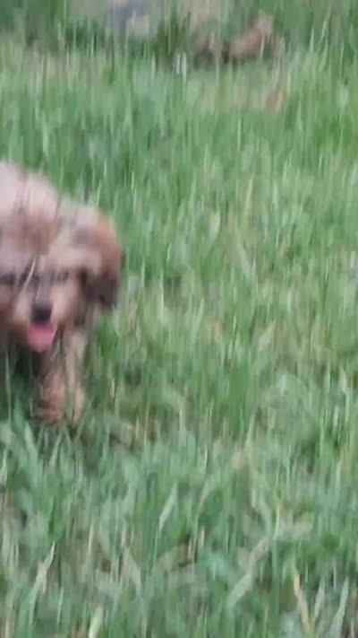 GEORGIE , a male Cavapoo and Shihpoo for sale in Garyville, LA – 8 of 9