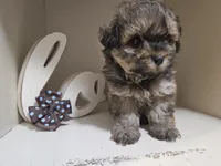 GEORGIE, a male Cavapoo and Shihpoo for sale in Garyville, LA – 4 of 9