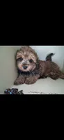 ARMANI TOY POODLE & CAVAPOO SHIHPOO CKC , a male Shihpoo and Poodle - Toy  for sale in Garyville, LA – 4 of 7