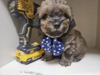 GIORGIO , a male Cavapoo and Shihpoo for sale in Garyville, LA – 2 of 9