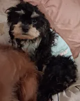 Jazz, a male Cavapoo and Poodle - Toy  for sale in Garyville, LA – 4 of 6