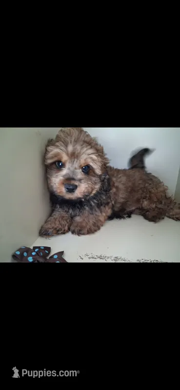 GIORGIO – Cavapoo, Shihpoo puppy for sale in Garyville, LA